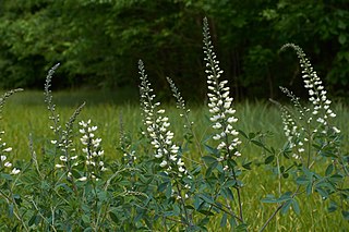 <i>Baptisia alba</i> Species of legume