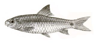 <span class="mw-page-title-main">Scarlet-banded barb</span> Species of fish