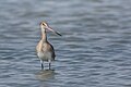 * Nomeamento Black-tailed godwit (Limosa limosa) at ThynaI, the copyright holder of this work, hereby publish it under the following license:This image was uploaded as part of Wiki Loves Earth 2024. --El Golli Mohamed 14:51, 29 May 2024 (UTC) * Promoción  Support Good quality. --Uoaei1 15:04, 29 May 2024 (UTC)