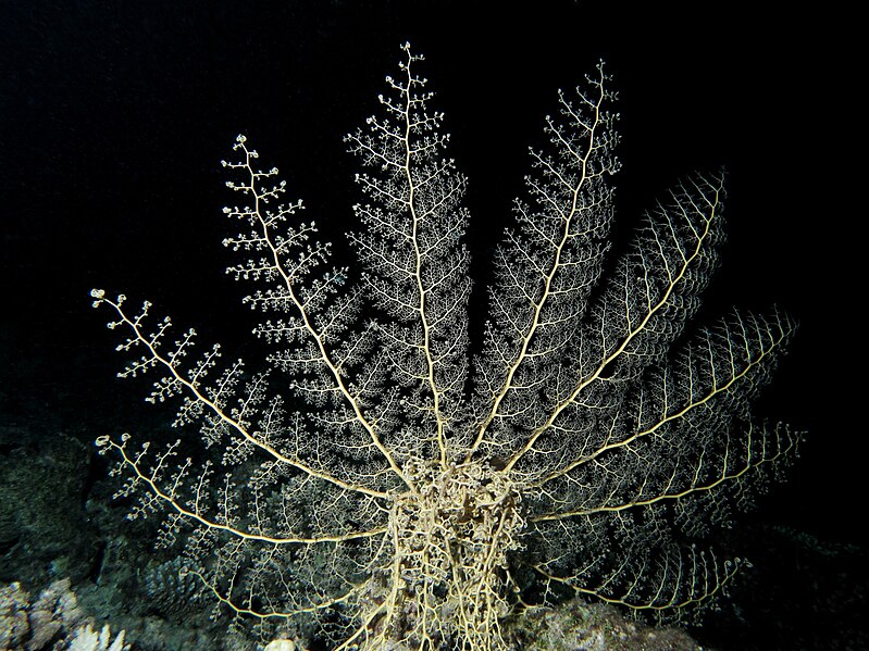 Fichier:Basket star feeding at night at the Red Sea.JPG