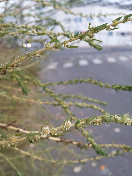 Bassia scoparia subsp. densiflora sl 9.jpg