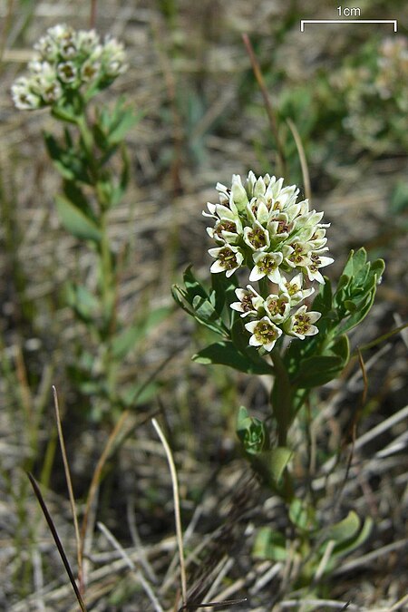 Comandra umbellata