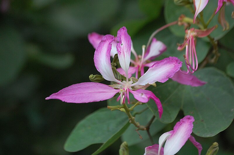 File:Bauhinia purpurea1.JPG