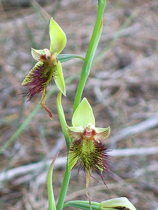 <i>Calochilus paludosus</i> Species of orchid