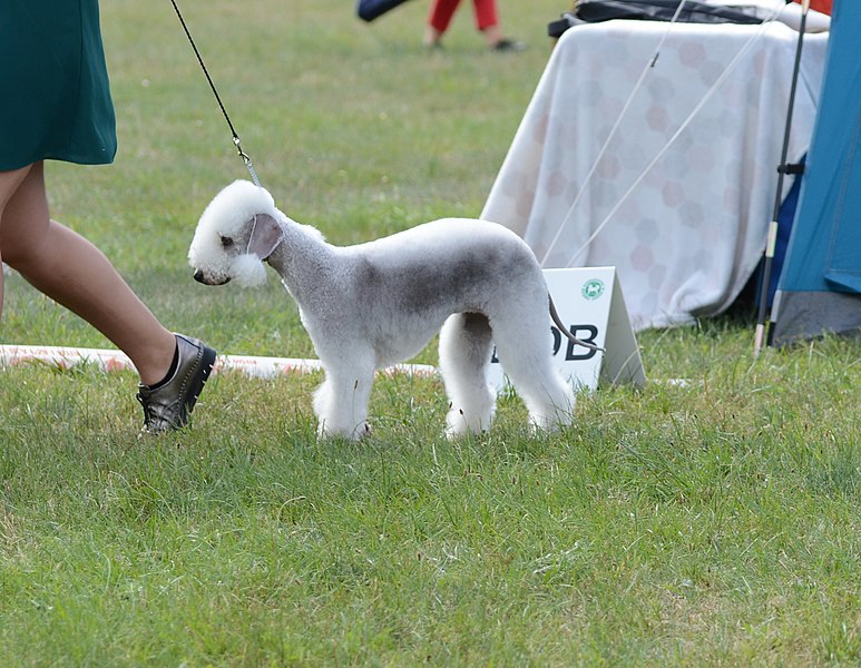 File:Bedlington terrier, 2021.jpg