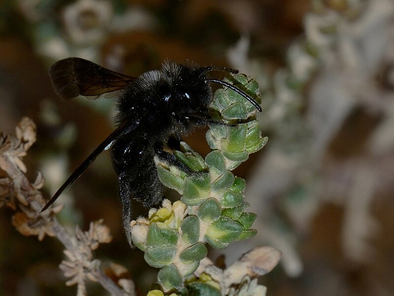 File:Bee on Thymelaea 5.jpg