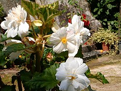Begonia branca