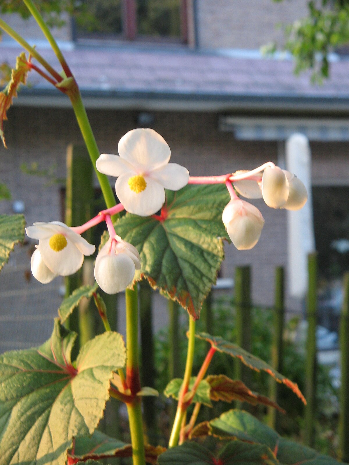 Begonia grandis – Wikipedia tiếng Việt