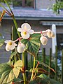 Begonia grandis 'Alba' close-up