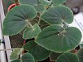 Begonia phyllomaniaca OB10.1.jpg