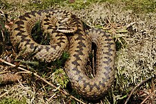 Adder (Vipera berus)