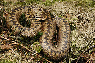 <span class="mw-page-title-main">Adder</span> Species of venomous snake