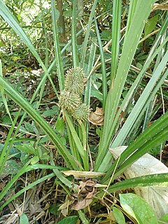 <i>Benstonea humilis</i> Species of flowering plant