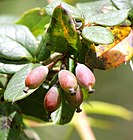 Berberis aristata fruit.jpg
