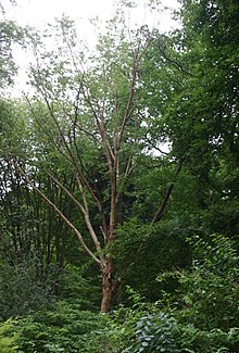 Betula-albosinensis-habit.JPG