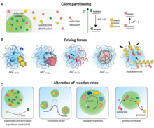 Biomolecular partitioning Biomolecular partitioning.png