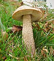 Leccinum scabrum