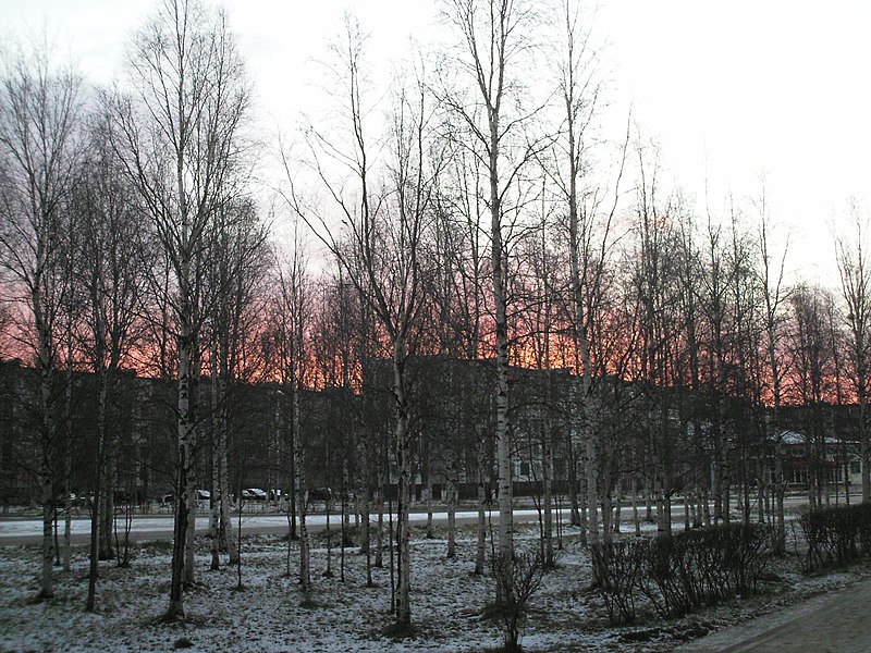 File:Birch rising (берёзовый восход) - panoramio.jpg