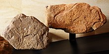 Fotografie von prähistorischen Steinblöcken mit geschnitztem Bison.