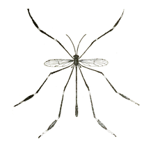 Bittacomorpha clavipes.png