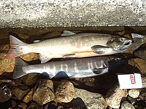 Biwa Trout(Lake Biwa-JP)