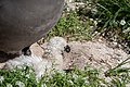 Black-footed Albatross with chick Sand Island Midway Atoll 2019-01-20 16-29-04 (33452618478).jpg