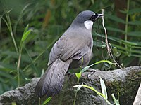 Laughingthrush, Black-throated Ianthocincla chinensis