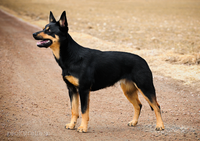 Black & Tan kelpie.png