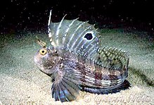 The butterfly blenny was included in the 10th edition as Blennius ocellatus. Blennius ocellaris Messina.jpg