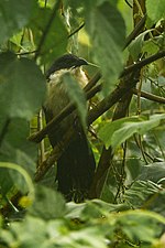 Thumbnail for Blue-headed coucal