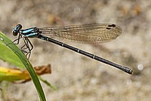 Tänzerin mit blauer Spitze - Argia tibialis, Accotink Natural Area, Fort Belvoir, Virginia - 5956169219.jpg