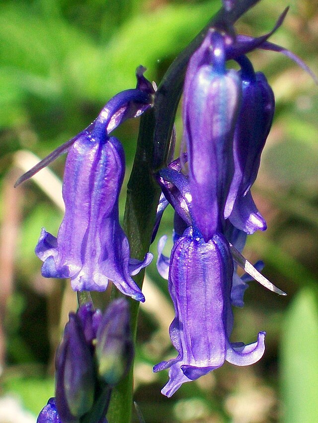 Hyacinthoides non-scripta - Wikipedia