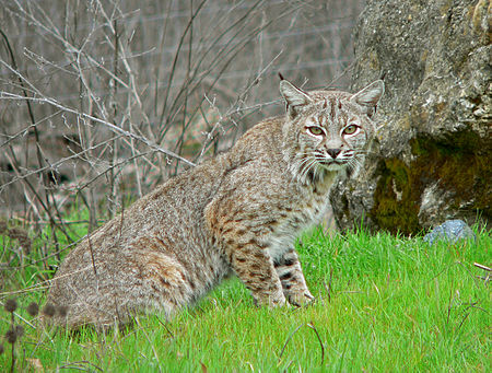 Tập_tin:Bobcat2.jpg