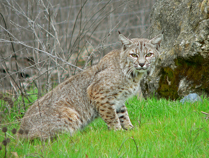 Lynx - Wikipedia