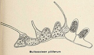 <i>Bolbocoleon</i> Genus of algae