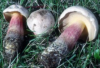 <i>Caloboletus inedulis</i> Species of fungus