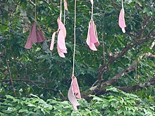 Bootlace Tree (Eperua falcata) seed pods ... (38812187945).jpg