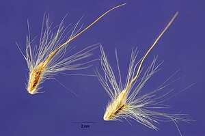 Silver bearded grass seeds