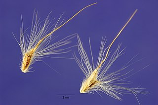 <i>Bothriochloa saccharoides</i> Species of grass