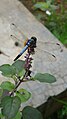 Dragonfly (Brachydiplax sobrina)