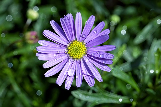 Brachyscome iberidifolia after rain