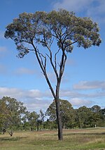 Vignette pour Acacia harpophylla