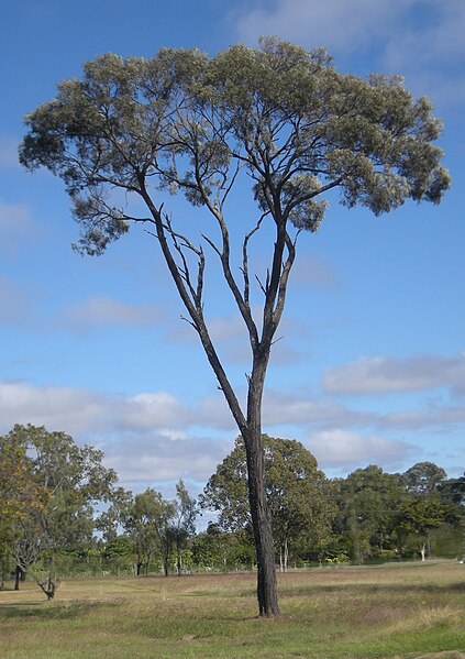 File:Brigalow tree.jpg