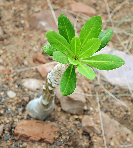 File:Brighamia insignis 003.jpg