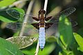 Libellula cacciatrice dal corpo ampio (Libellula depressa) male.jpg