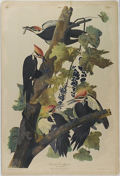 File:Brooklyn Museum - Pileated Woodpecker - John J. Audubon - 2.jpg