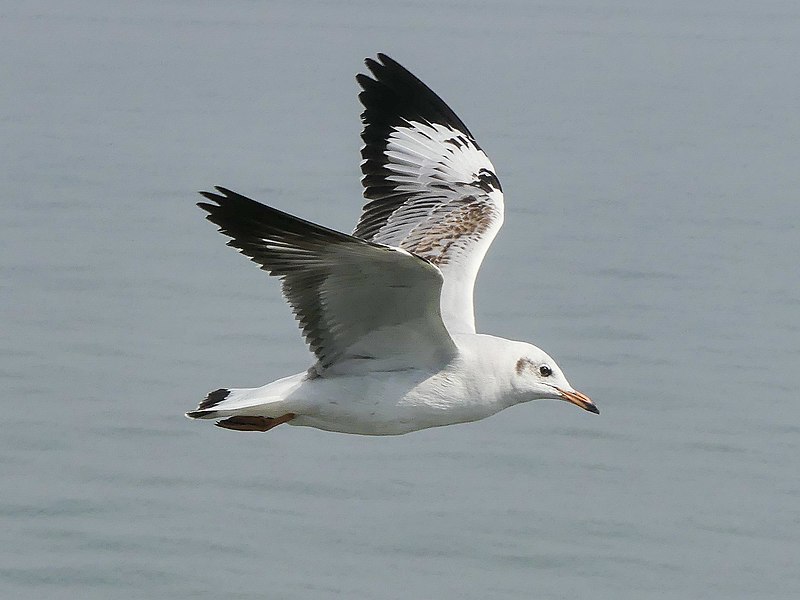 File:Brown-headed Gull (45447843254).jpg