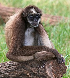 Un Singe Araignée Varié Appelé Aussi brun Araignée Assis Photo