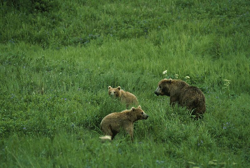 File:Brown bears ursus middendorffi.jpg