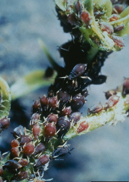 File:Brown citrus aphid 5194050.png